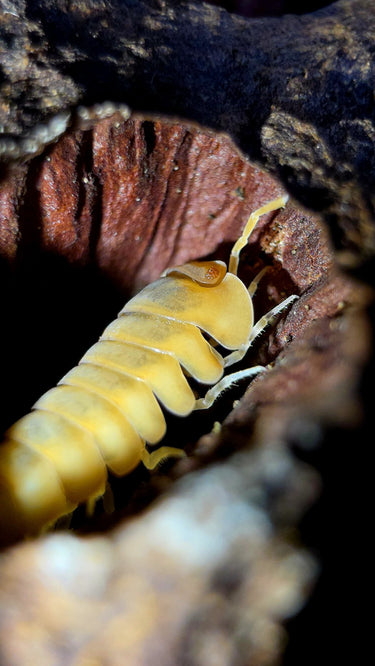 Red Edge Peach Isopods (Cubaris sp.)